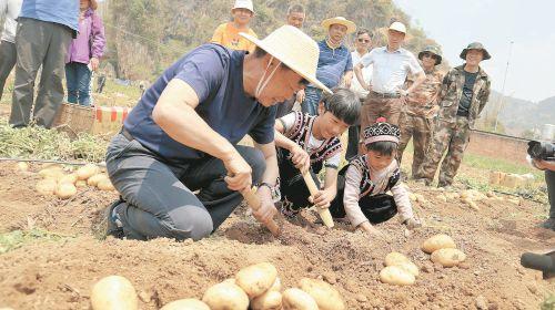 云南农业大学/供图朱有勇将他的院士团队研发出来的"林下三七种植技术