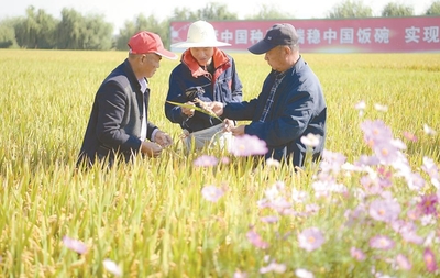 盐城市盐都区农技人员对即将成熟稻种进行测产